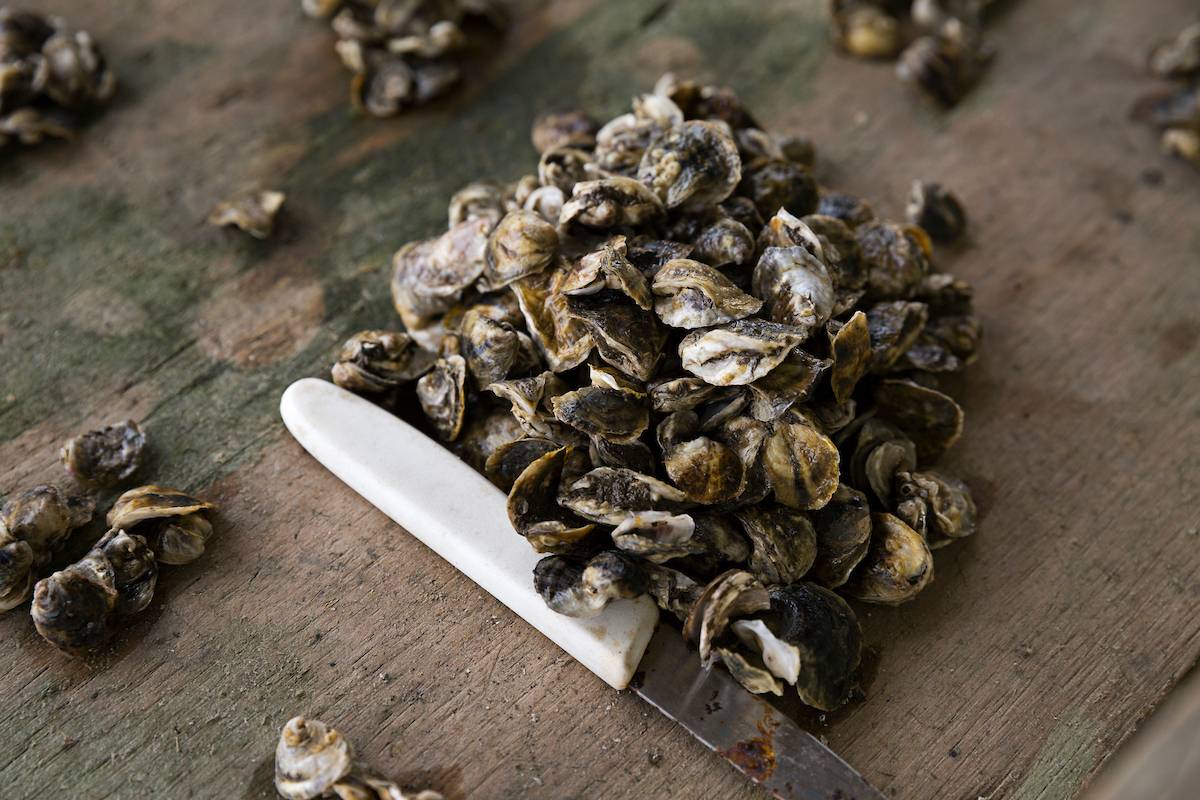 juvenile oysters