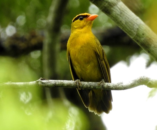 Inti Tanager