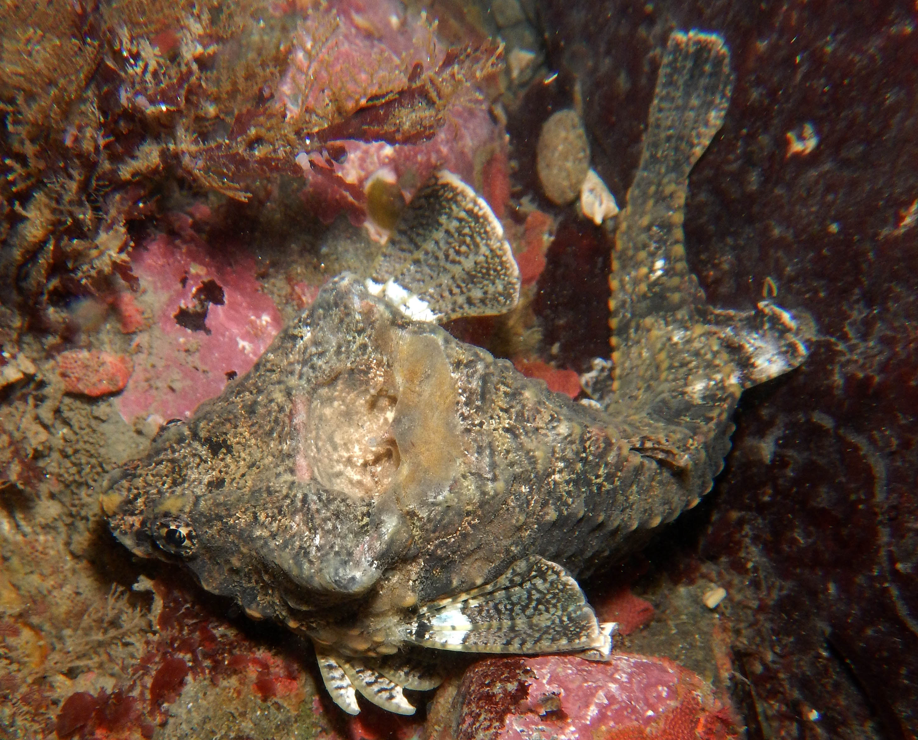Rockhead Poacher