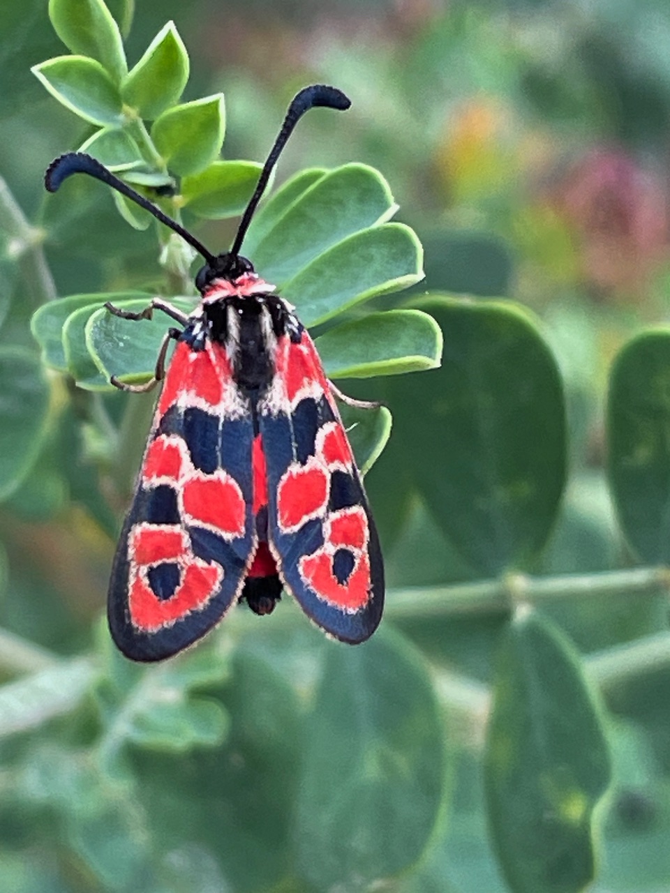 Chalk Burnet