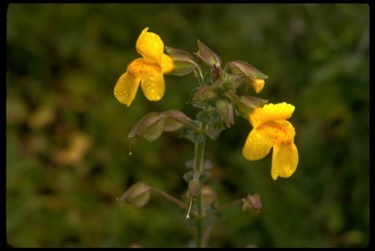 Monkey Flower