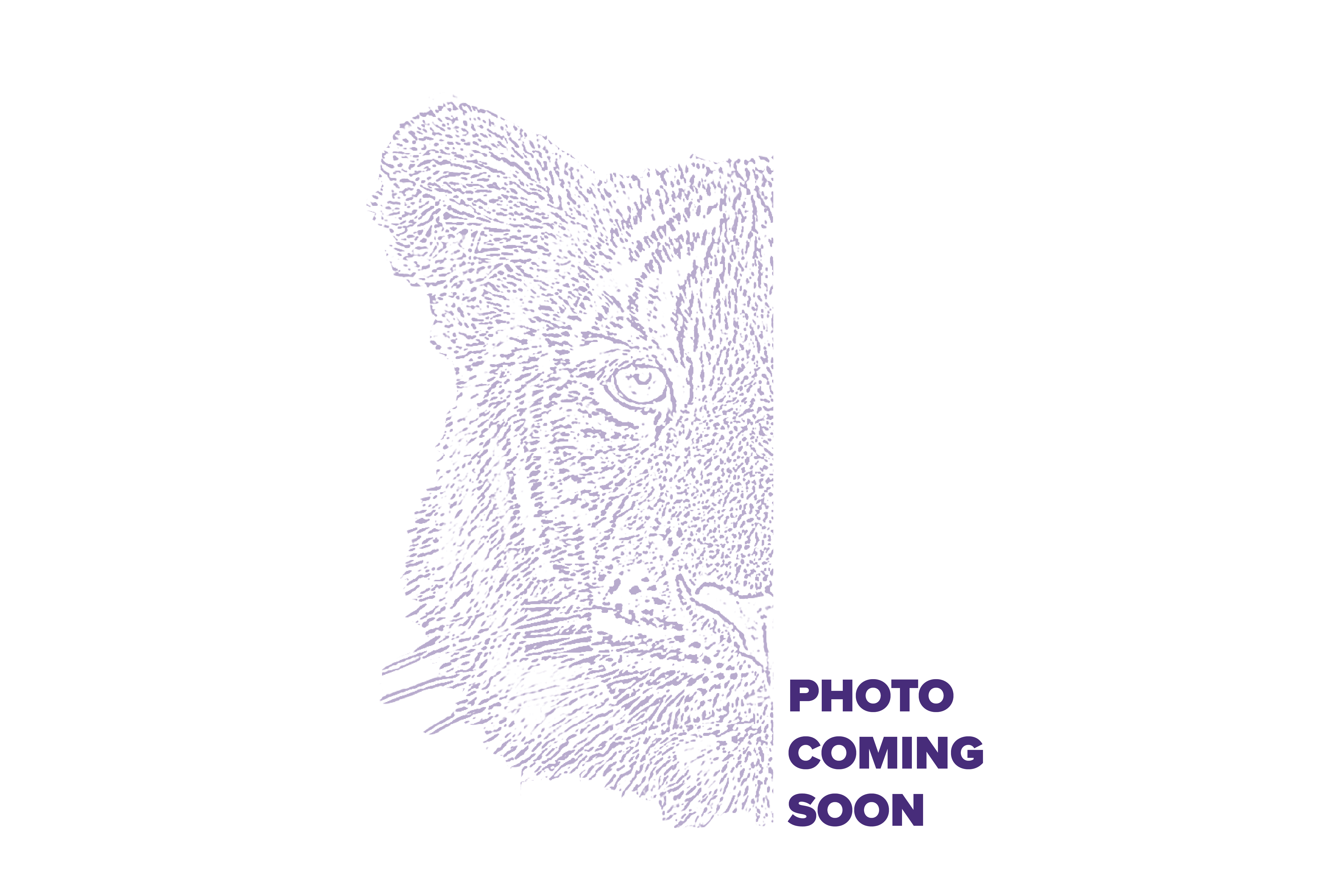 photo coming soon 